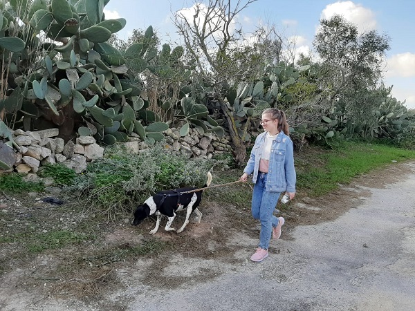 Посещение приюта беспризорных собак волонтерами Malta Crown.